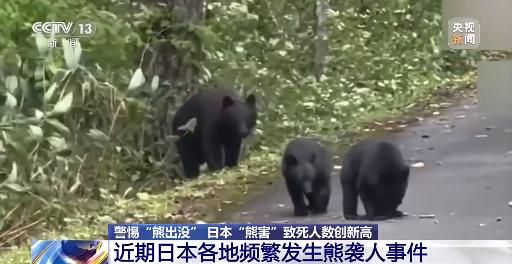 镕盛配资 日本“熊害”致死人数创新高 中国驻札幌总领馆提醒：警惕熊出没